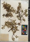 Foto von Salix kitaibeliana Willd.